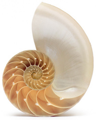 Nautilus